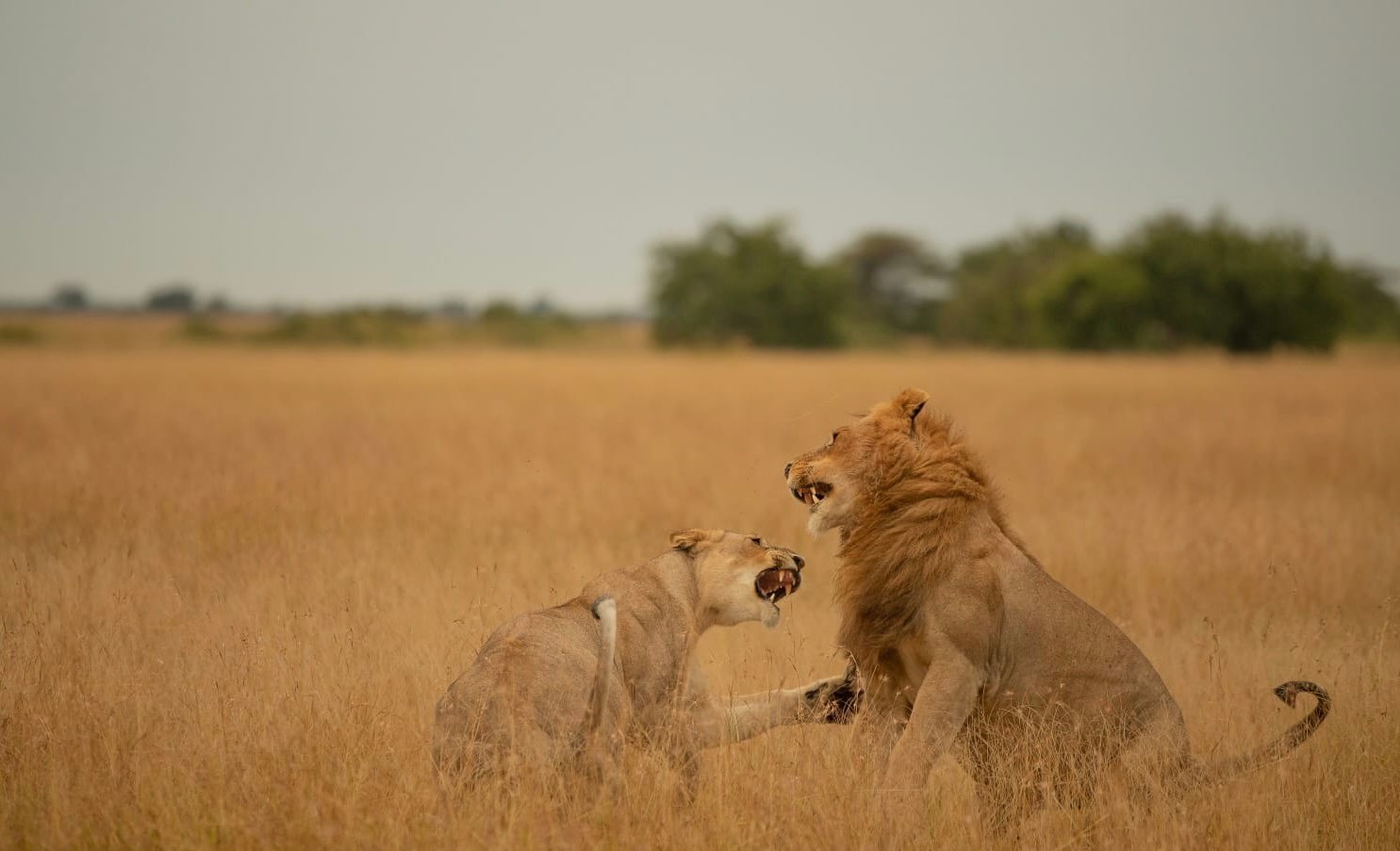 Serengeti-Lions-Playing