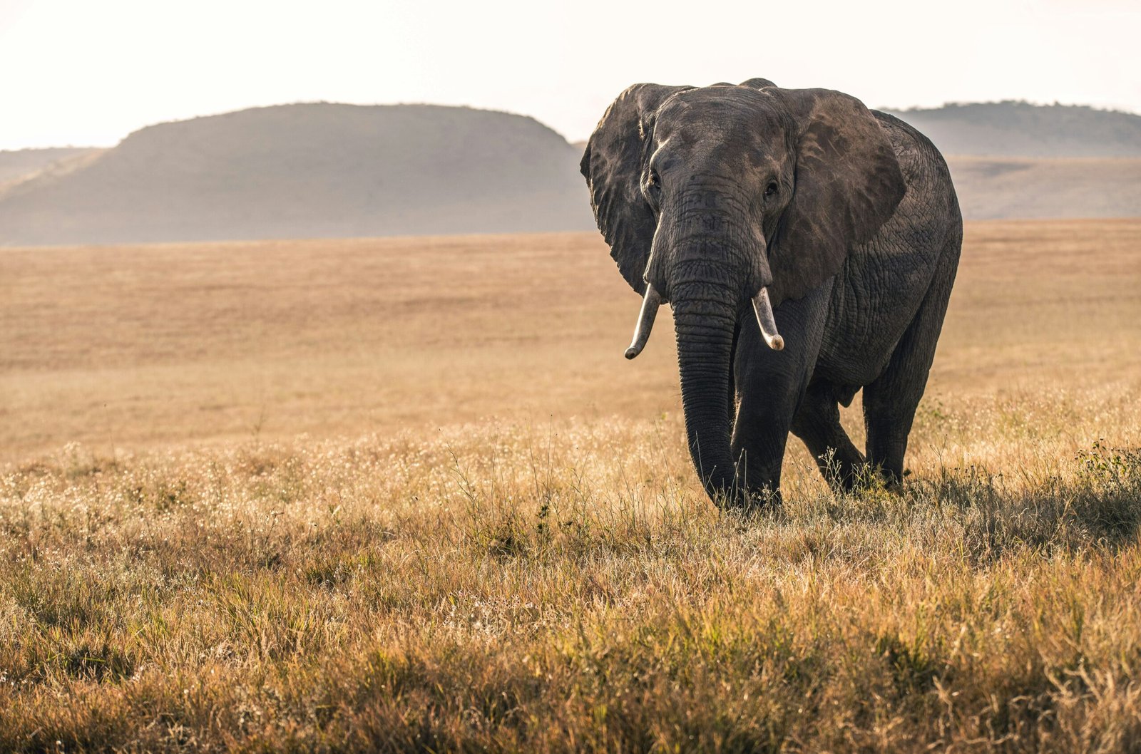 elephantt