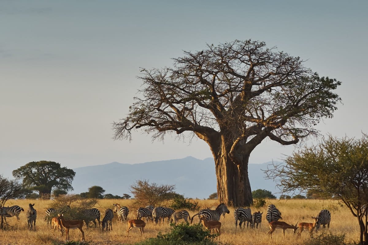 Animals-in-Tarangire-National-Park