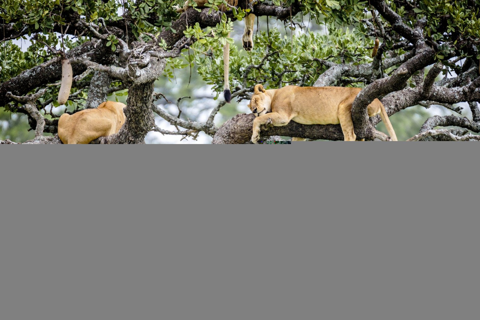 Lake Manyara National Park