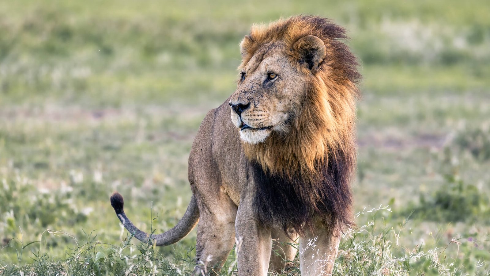 Serengeti