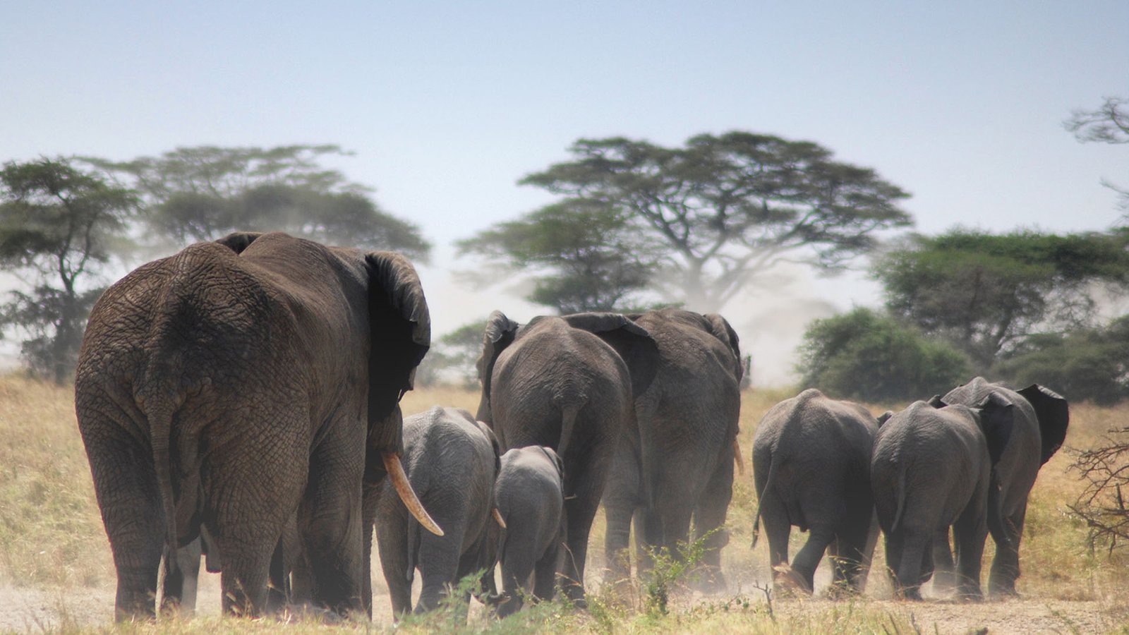 tarangire-national-park