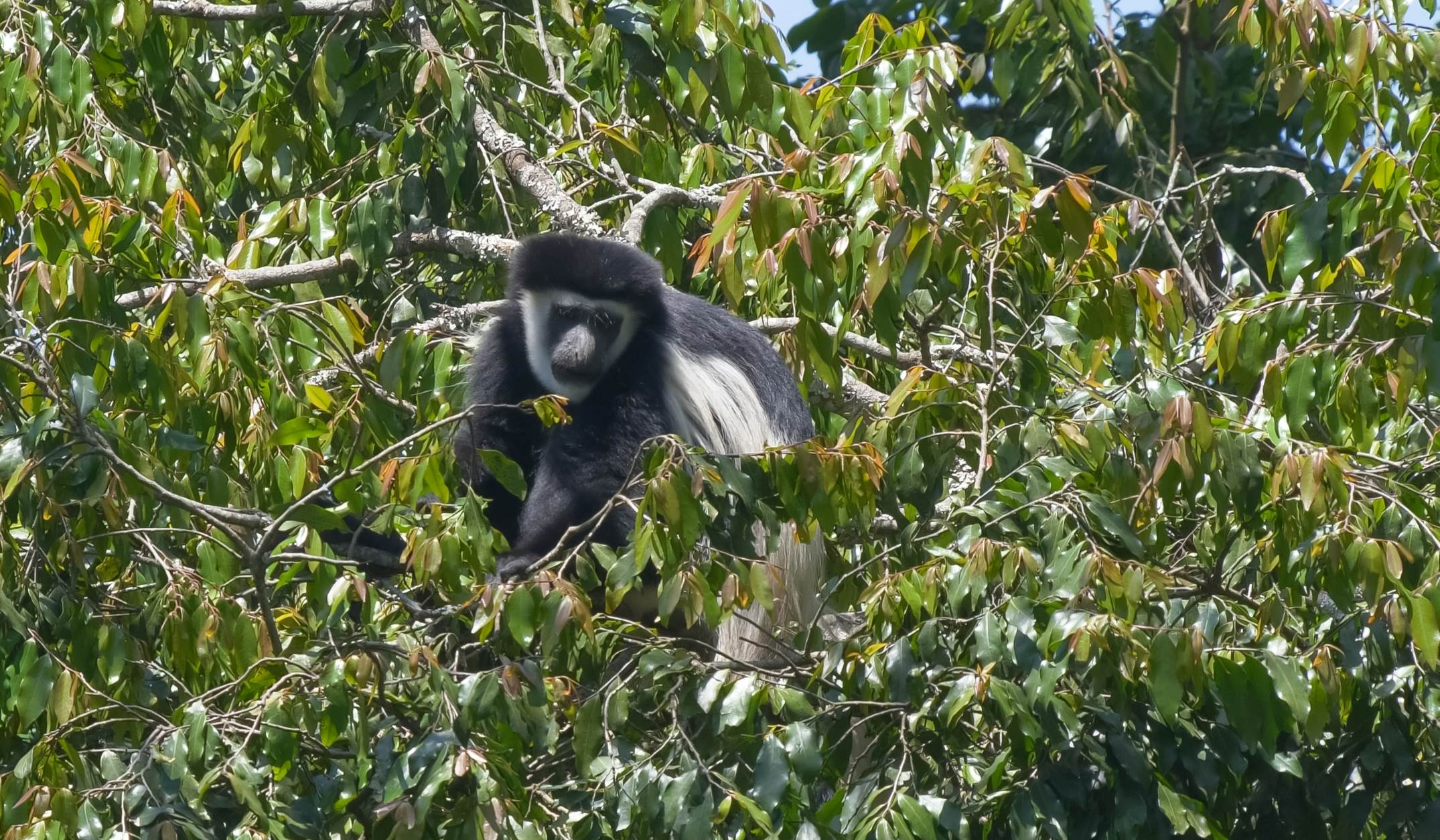 Arusha National Park Walking 