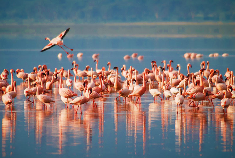 Lake Manyara Mational Park