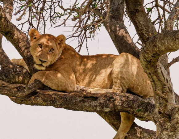 Lake Manyara & Mto wa Mbu: Nature and Culture Combined
