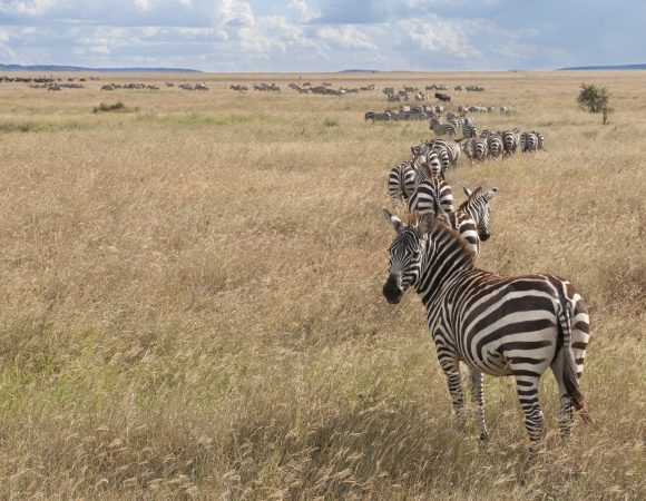 4 Days Wildebeest Migration at South Serengeti Ndutu Region
