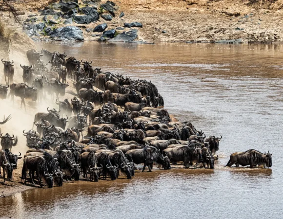 10 Days North Serengeti Wildebeest Migration