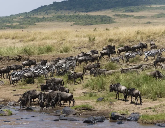 10 Days Wildebeest Migration at North Serengeti