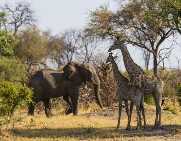 3 Days Magic Tanzania Safari