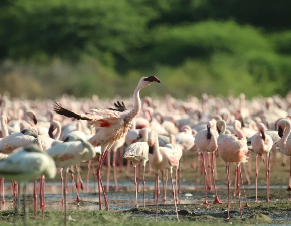 4 Days Tanzania Safari