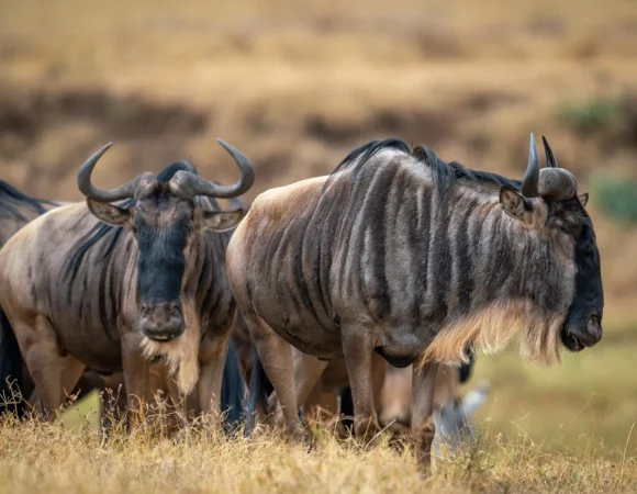 4 Days Wildebeest Migration at South Serengeti Ndutu Region
