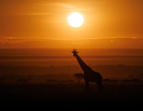 10 Days Fly out Safari Wildebeest Crossing Season North Serengeti