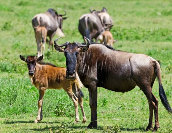 5 Days Wildebeest Migration Calving Season
