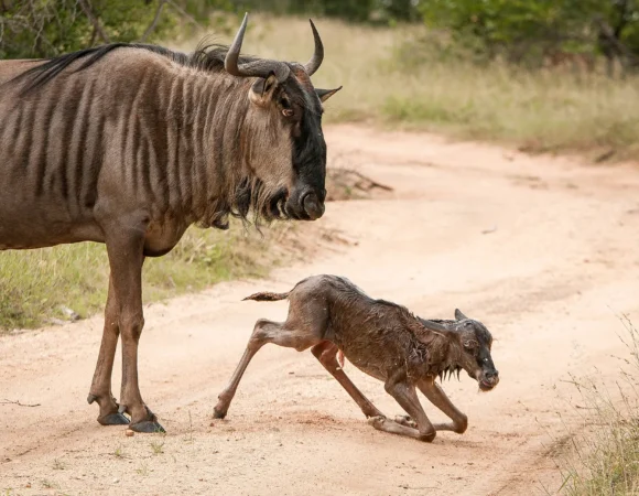 6 Days 5 Nights Wildebeest Calving Season