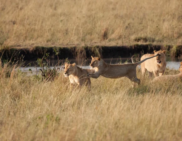 6 Days Luxury Safari Tanzania