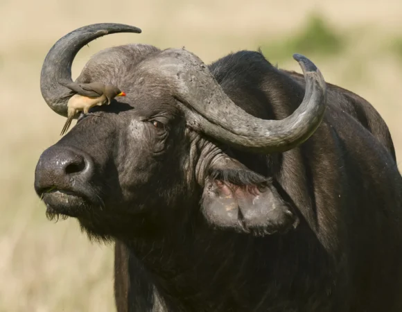 6 Days Tanzania Safari