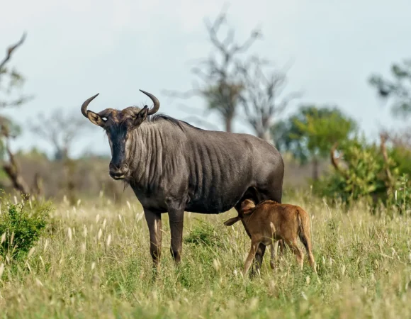 7 Days 6 Nights Discover the Miracle of Wildebeest Calves Born