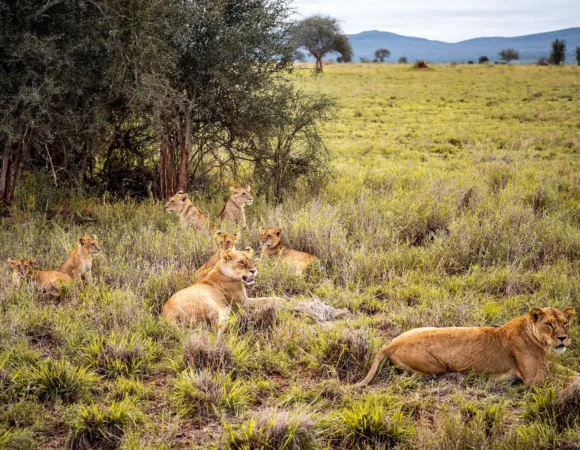 7 Days Tanzania Safari
