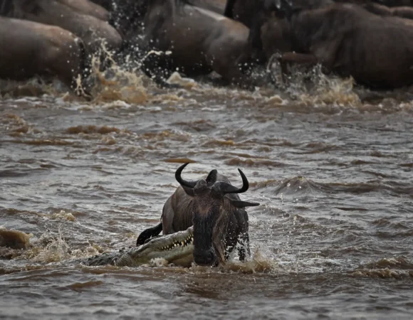 8 Days 7 Nights Wildebeest Crossing Waters Destiny Hangs by Seconds