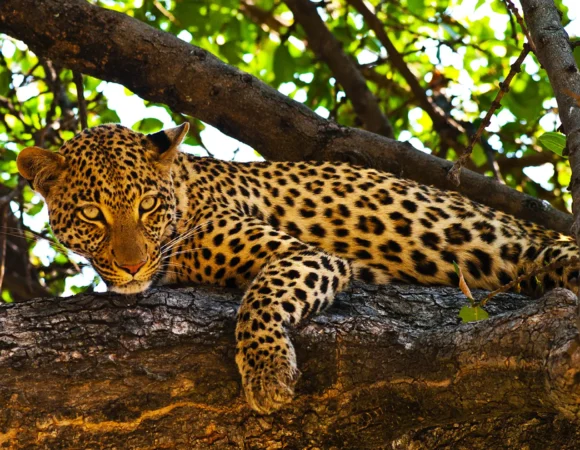 8 Days Luxury Safari Tanzania