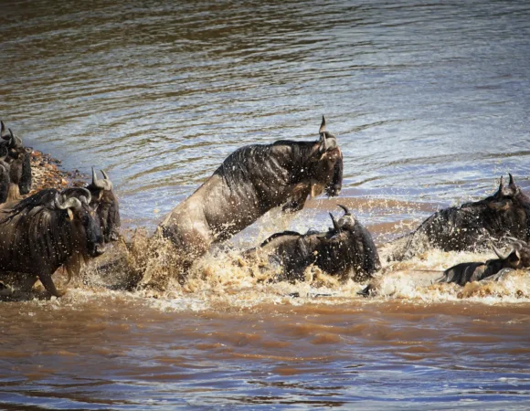 8 Days Wildebeest Cross Mara River