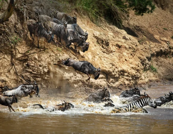 9 Days North Serengeti Wildebeest Cross Mara River