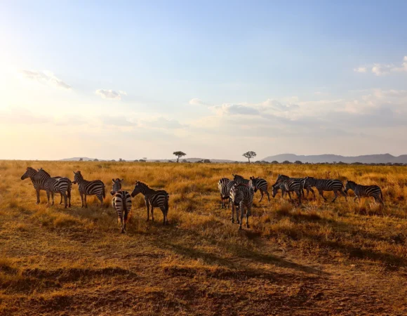9 Days Safari Trip Tanzania