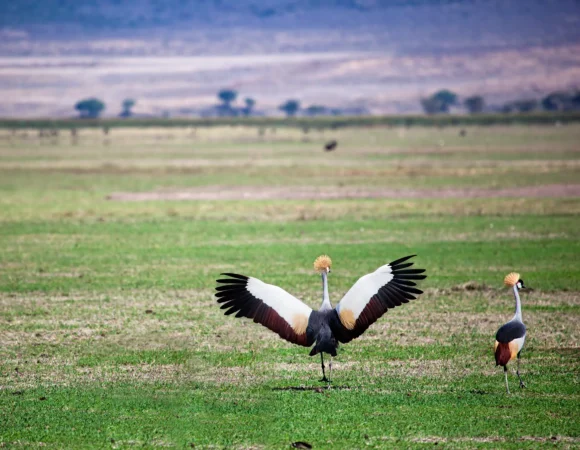 Best Top 10 Days Safari Tanzania