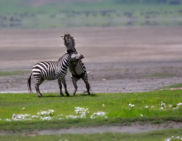 Ngorongoro National Park