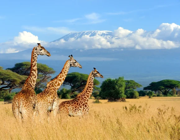 Kilimanjaro National Park