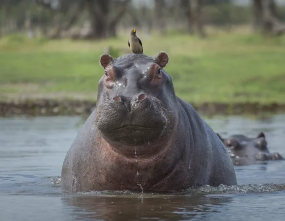 Mkomazi National Park
