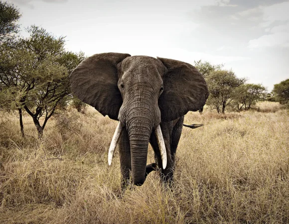 Tarangire National Park