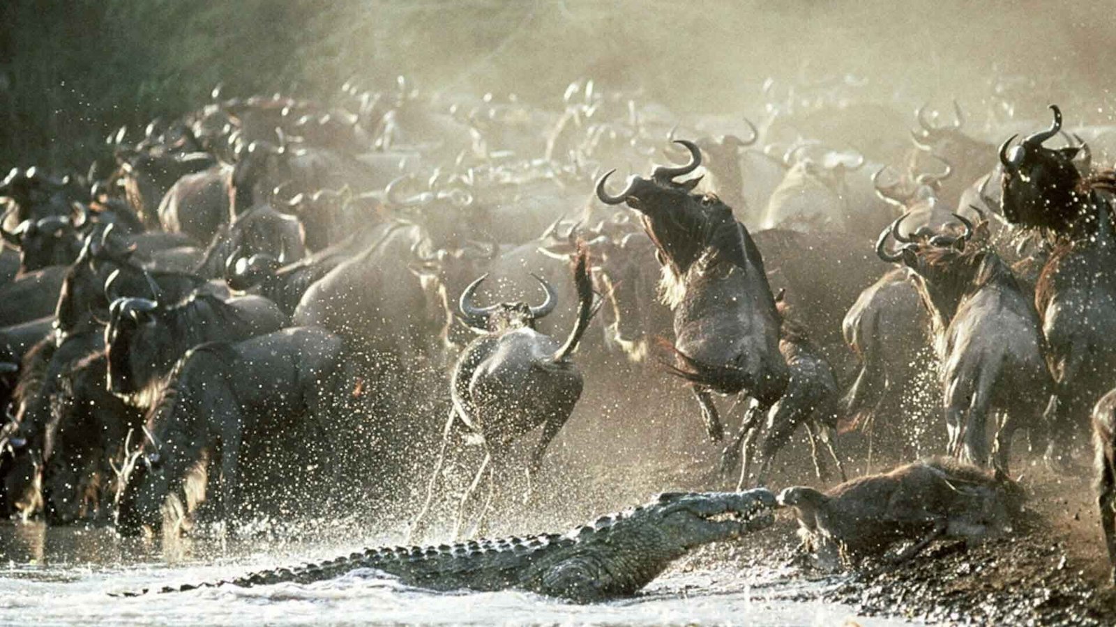 1760911453598-4-Days Central Serengeti Safari Tour and Mara River Crossing in Northern Serengeti