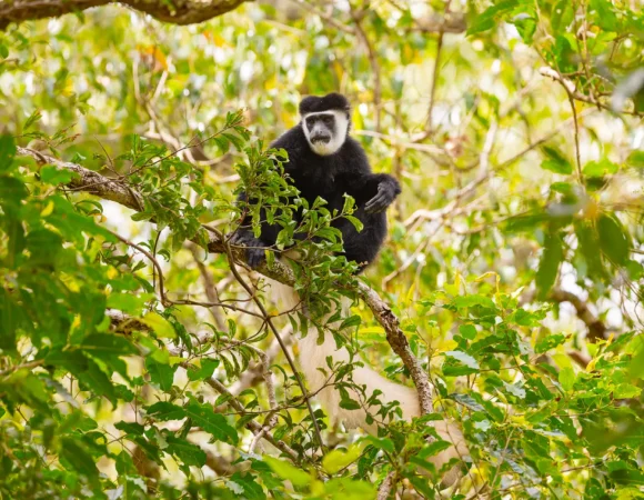 Arusha National Park Walking Safaris