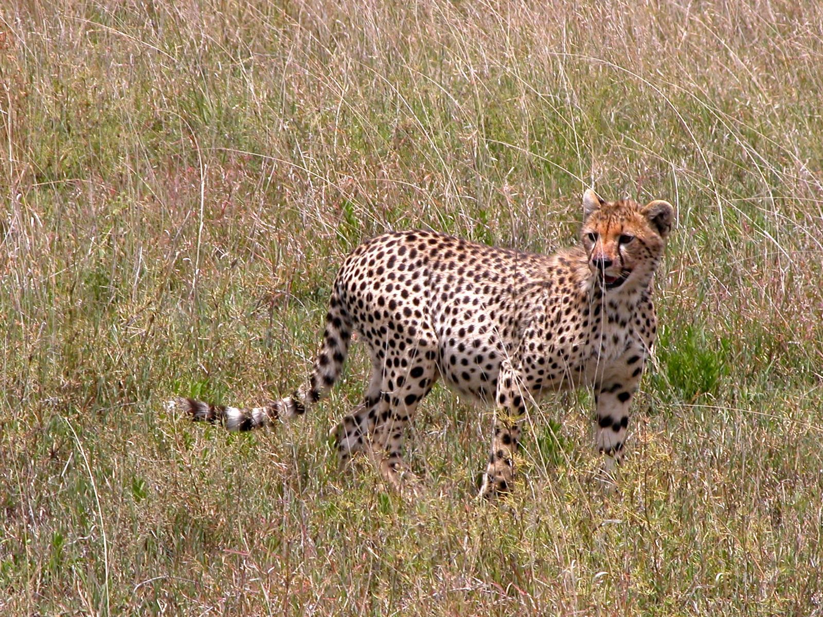 Cheetah_in_the_Serengeti_National_Park