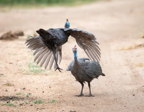 Enjoy Manyara Guided Walking