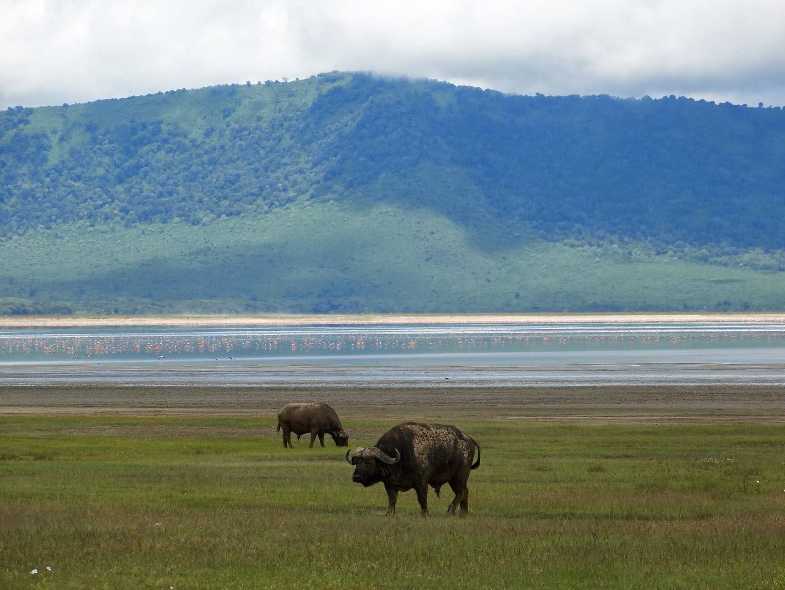 Ngorongoro_Crater_Buffalos_NCA