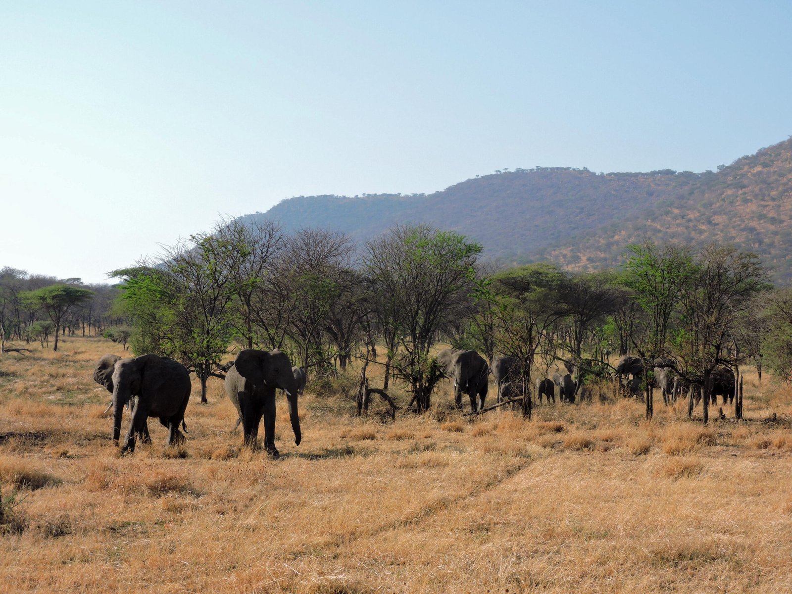 Tanzania-_Serengeti_National_Park-_elefante