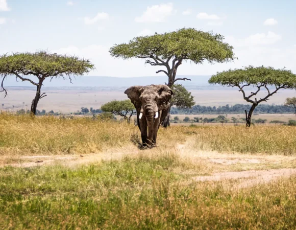 Walking Safaris in Tarangire