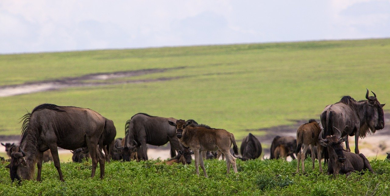 ngorongoro-conservation-area-2735636_1280