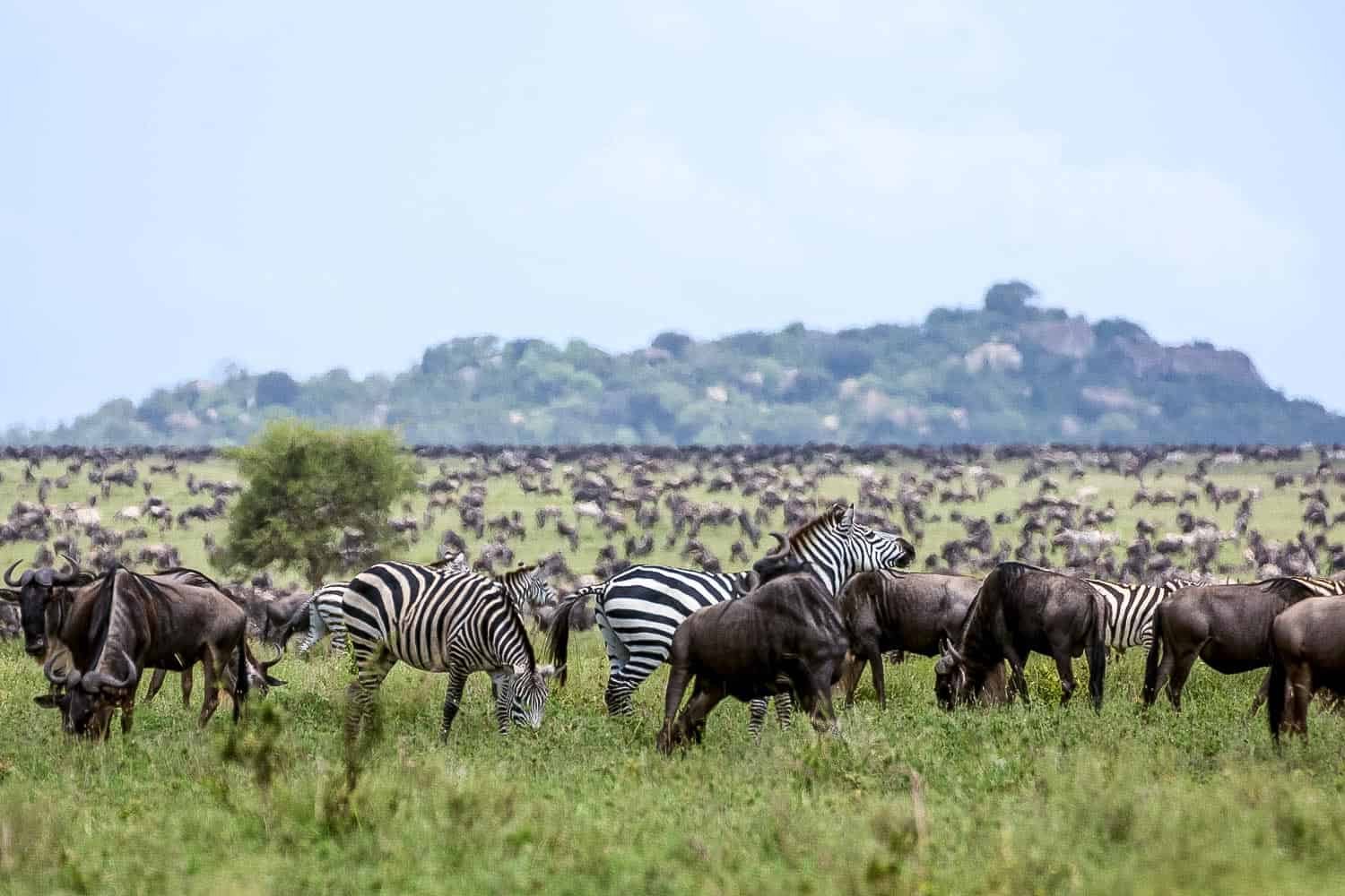 nimalicentralserengeti7