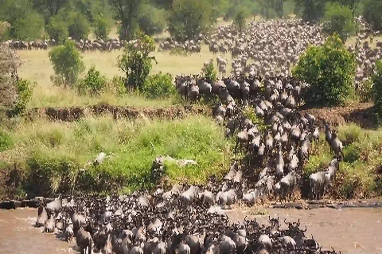 ultimate-guide-to-the-serengeti-great-migration