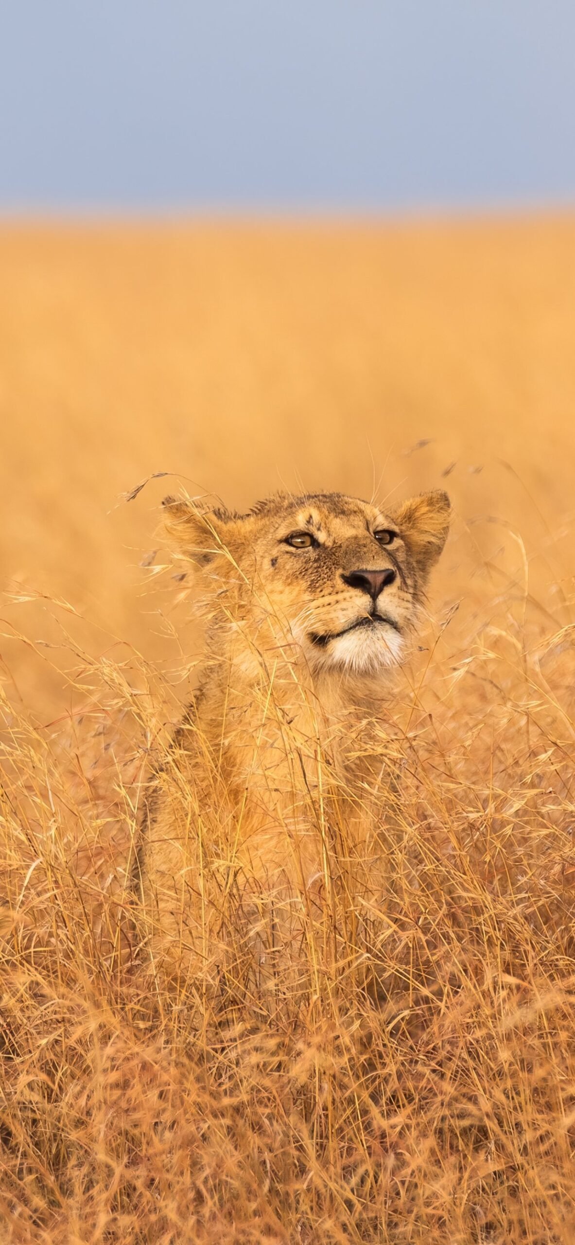 690982-1284x2778-mobile-hd-serengeti-national-park-wallpaper