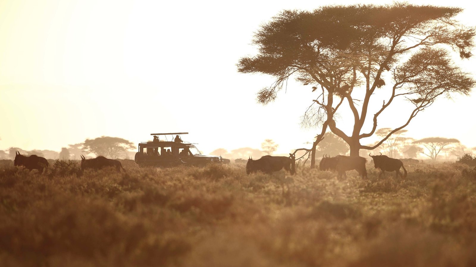 Tanzania-Serengeti-Under-Canvas-SUC-Experience-Game-drive-vehicle-with-great-migration-at-sunset-54-Website-1920x1080-fill-gravityauto