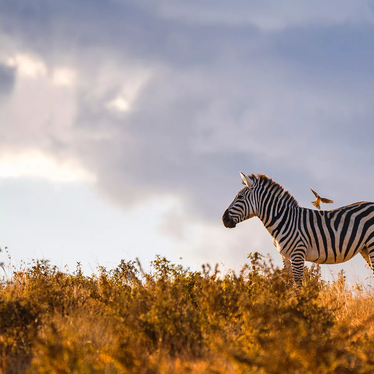 tanzania-ngorongoro-zebra