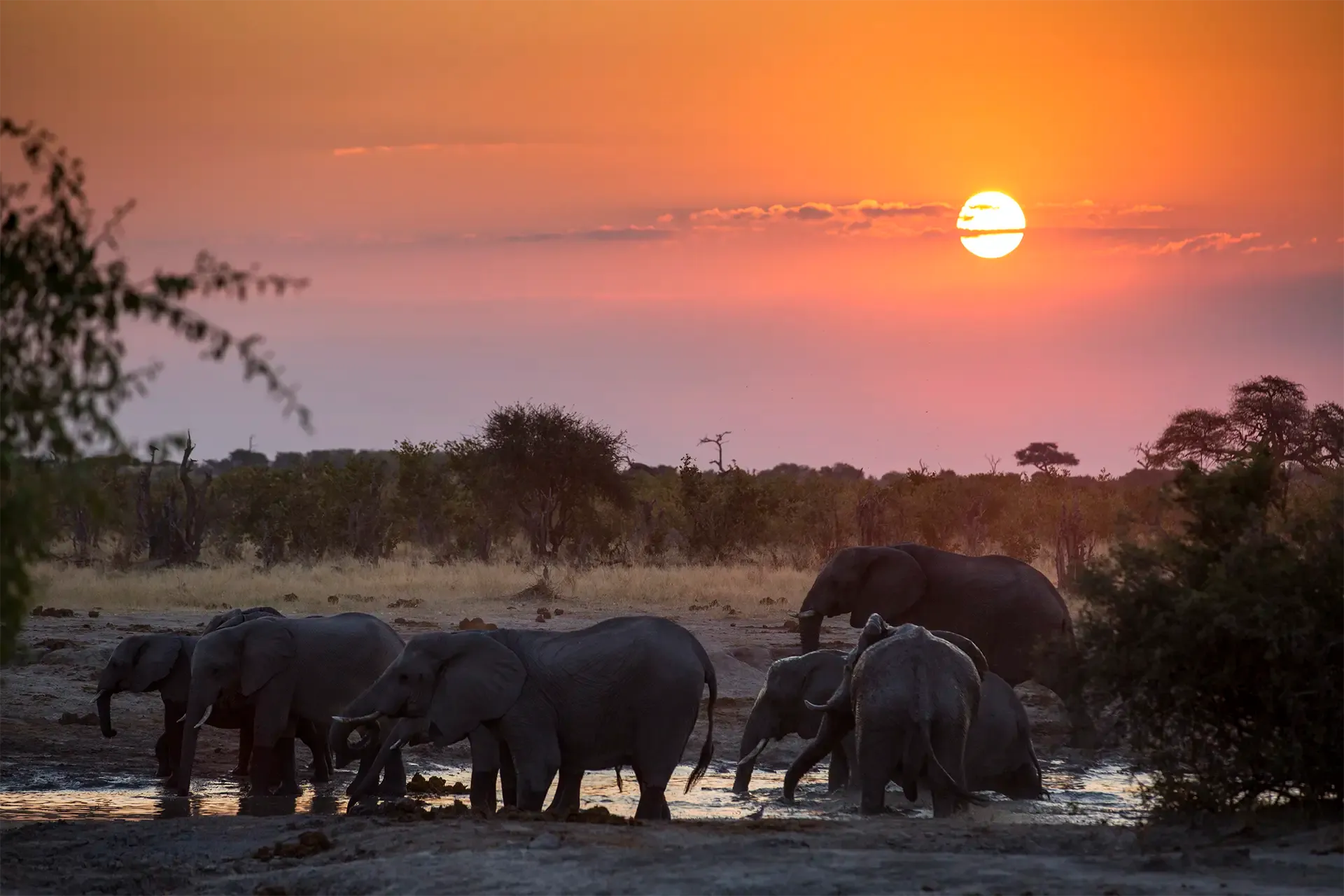 imageye___-_imgi_24_elephants-bathing-in-pond