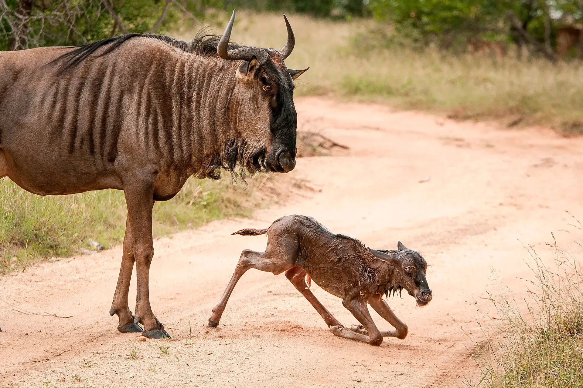 imageye___-_imgi_25_6-Days-5-Nights-Wildebeest-Calving-Season