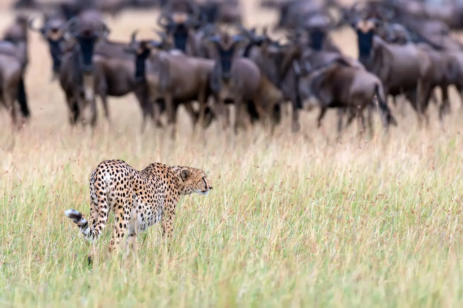 imageye___-_imgi_25_Cheetah-scanning-Serengeti-plains