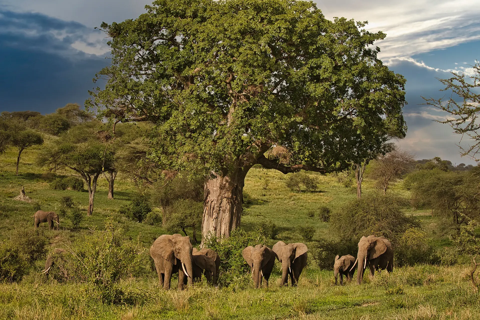 imageye___-_imgi_27_majestic-elephants-gather-under-the-shade-tree