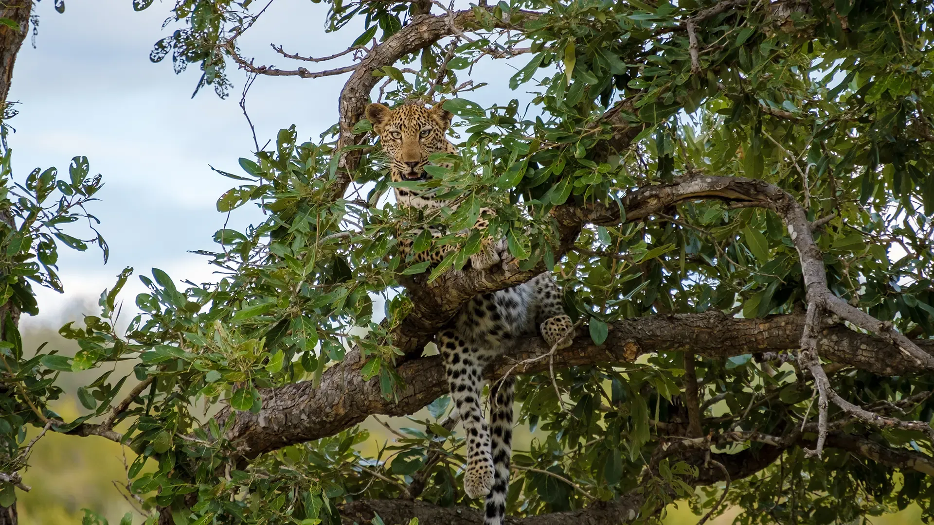 imageye___-_imgi_28_leopard-in-serengeti-national-park